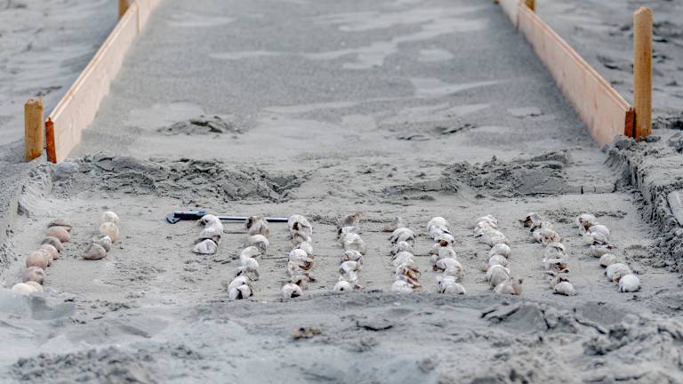 Punta Marina, nate 84 tartarughe su 98 uova deposte: il bilancio molto positivo di Cestha GALLERY