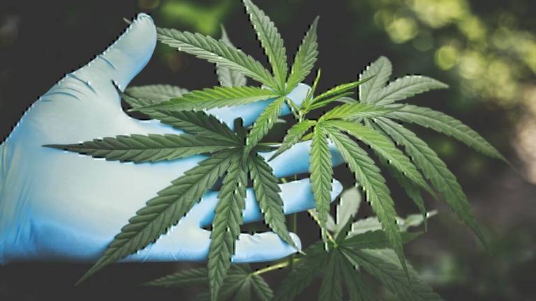 Quali sono le differenze tra hashish e marijuana?