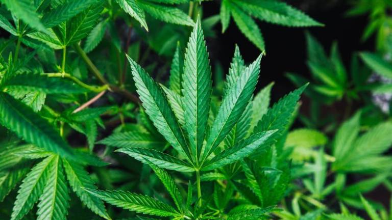 Coltiva marijuana in casa a Novafeltria, denunciato