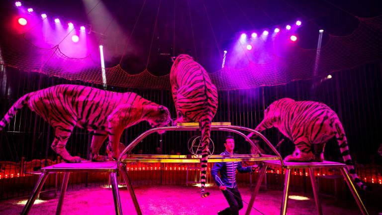 Rimini. Arriva il circo con tigri, canguri, zebre e dromedari: protesta degli animalisti