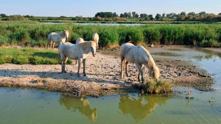 Escursioni a Boscoforte: natura e cavalli a Comacchio