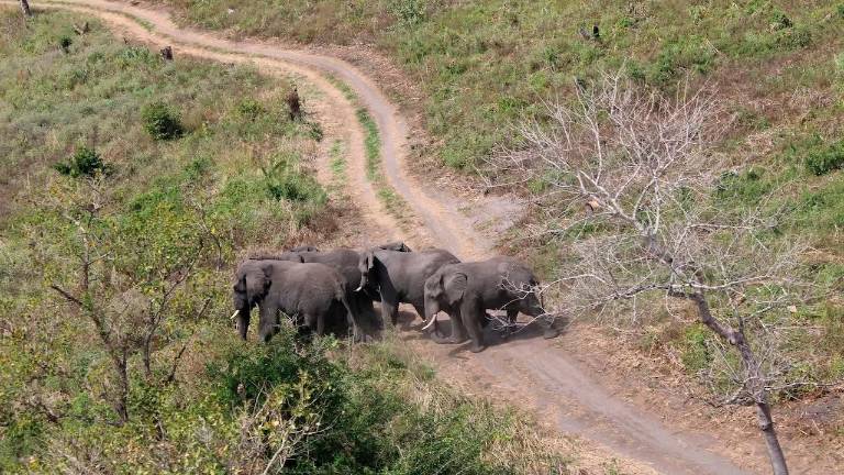 Ravenna, travolto da un elefante in Mozambico: grave 33enne dipendente Cmc