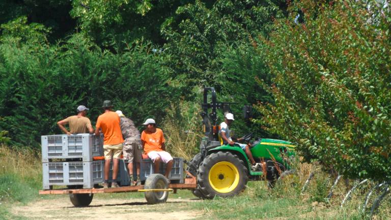 Cia Romagna: «Con l’ordinanza sul caldo rischio di perdere raccolti e c’è chi pensa di chiedere i danni»