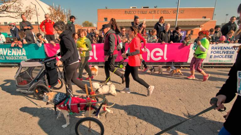 Ravenna. Dogs &amp; Run, la “corsa a 6 zampe”. FOTOGALLERY