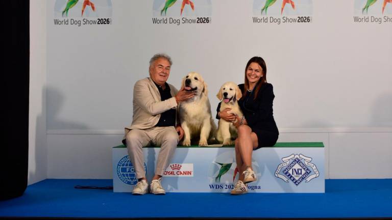 I golden retriever più belli del mondo. Da Cannuzzo all’expo