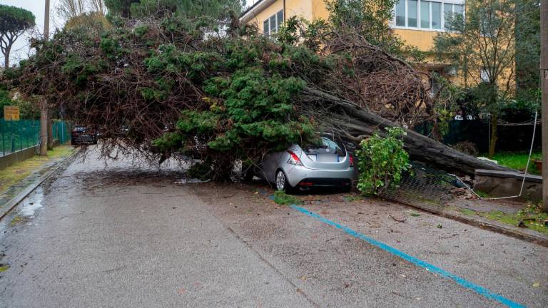 Auto schiacciata da un albero in via Cesare Battisti (Foto Massimo Fiorentini)