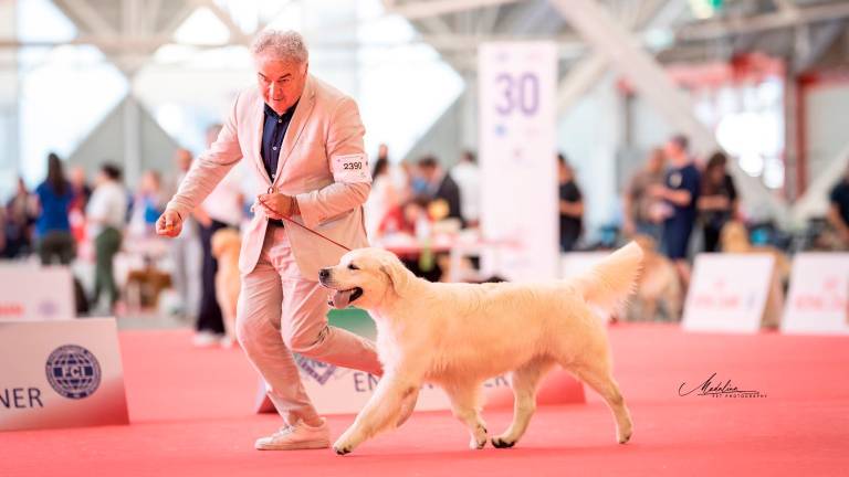I golden retriever più belli del mondo. Da Cannuzzo all’expo