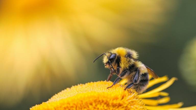 Riccione, una casa per le api al Parco della Resistenza