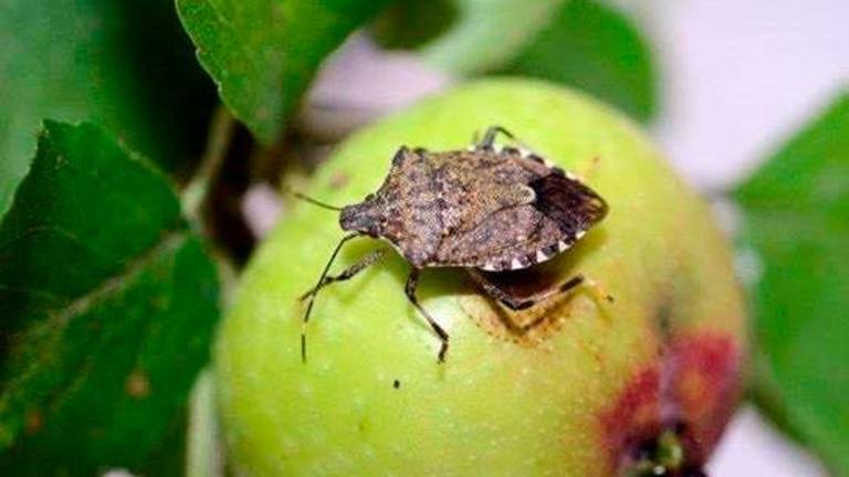 Cesena, lotta alla cimice asiatica: il progetto targato Ri.Nova presentato in Regione