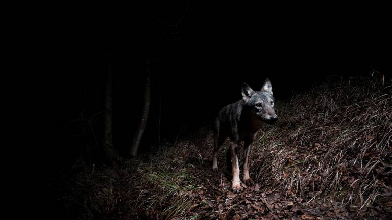 Forlì, progetto fotografico sul mondo notturno degli animali FOTOGALLERY