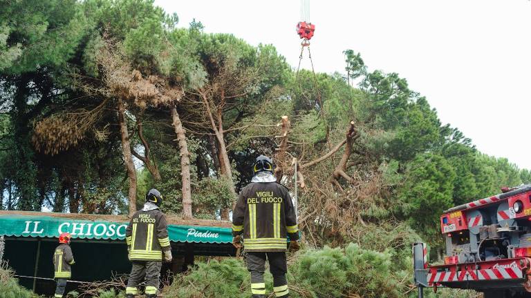 Marina di Ravenna, pino del Park Hotel crolla e sfiora un chiosco