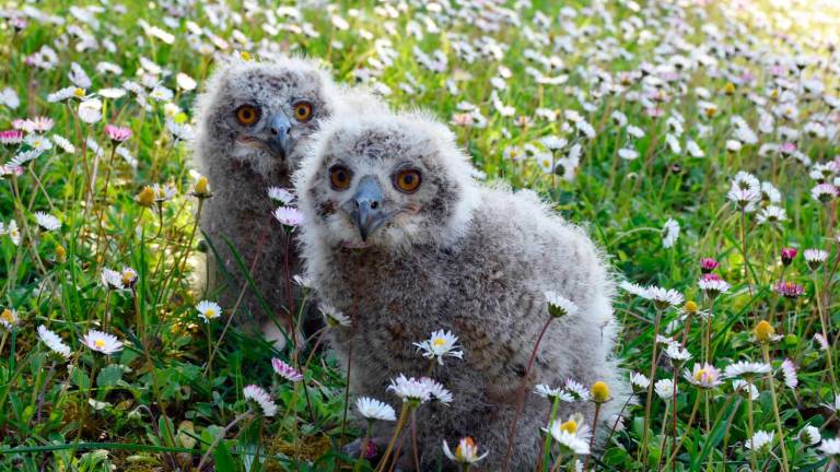 Riccione all’Oltremare sono nati due gufetti reali VIDEO