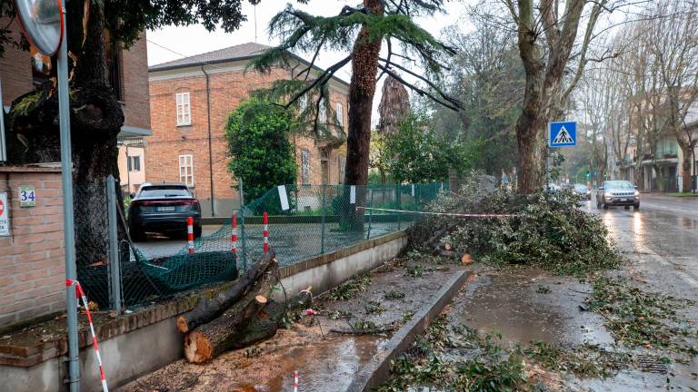 Caduta di rami in via Trieste