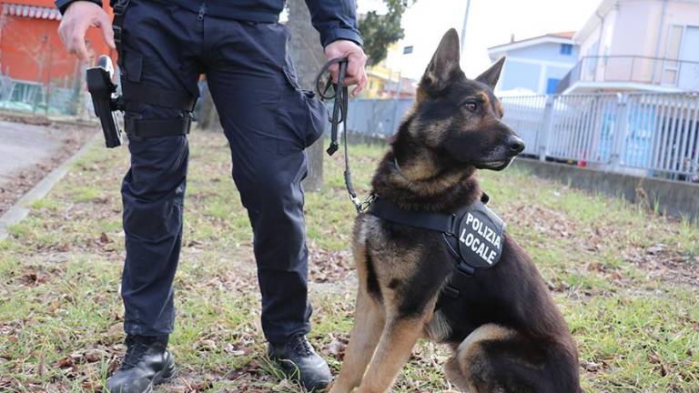 Forlì, l’assessore Bartolini: “Pugno duro contro chi spaccia nei pressi delle scuole, in arrivo nuove unità cinofile”