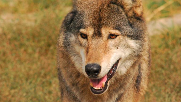 Lupo maschio (Foto di Massimiliano Costa)