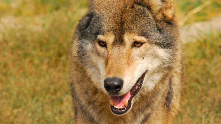 Rimini. Il lupo fa paura, i consigli dell’esperto: «Non correte e non dategli mai le spalle»