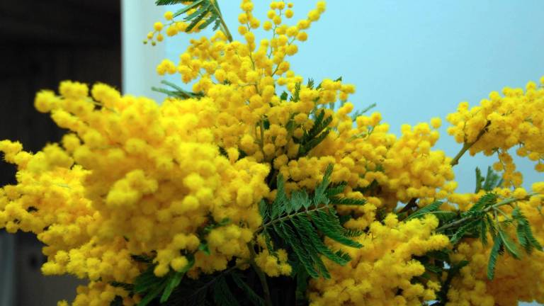 La mimosa, simbolo dell’8 marzo