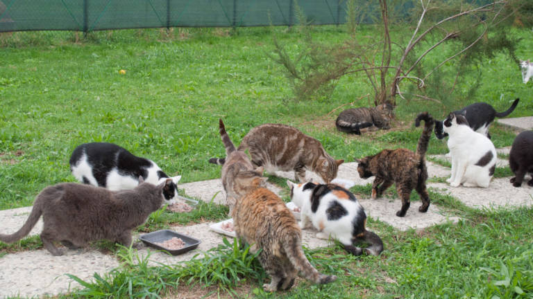 Cesena, per i gatti randagi raddoppiano i fondi comunali per Enpa