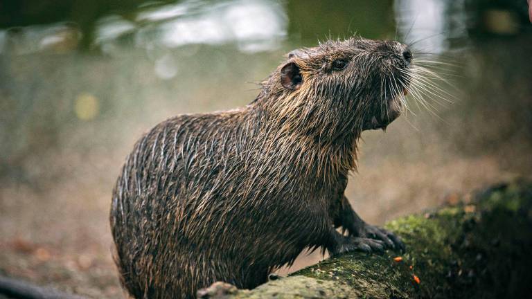 Cesena, nutrie senza scampo: “O fucilate o soffocate”