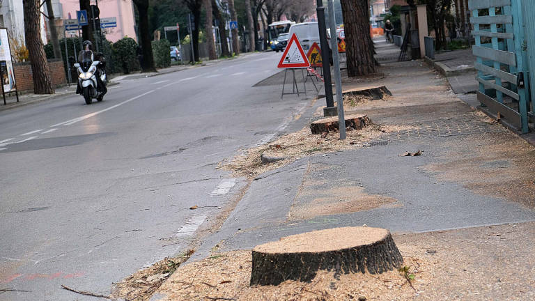 Rimini. Tagliati gli alberi per la pista ciclabile di via Coletti