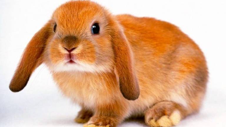 Rimini, l'Enpa denuncia: In una settimana abbandonati dieci coniglietti