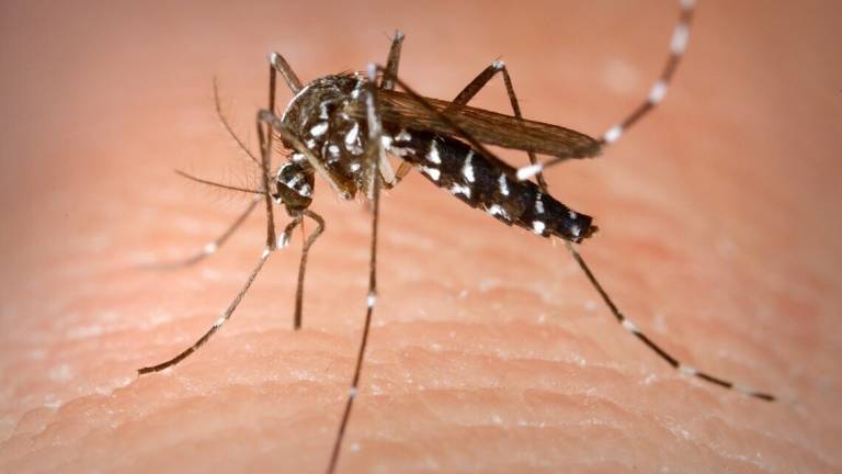 Cervia, zanzara tigre: la lotta porta a porta continua nel 2022