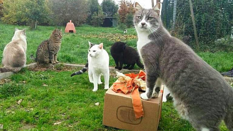 Gatti all’aperto