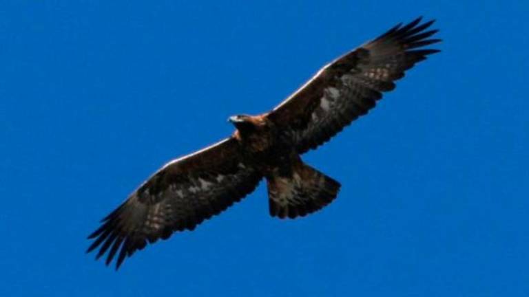 Un’aquila reale