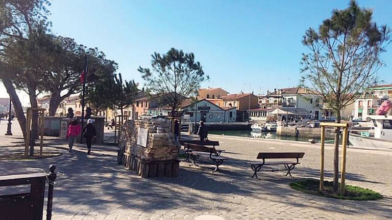 Cinque nuovi pini piantati a Cesenatico in piazza Ciceruacchio