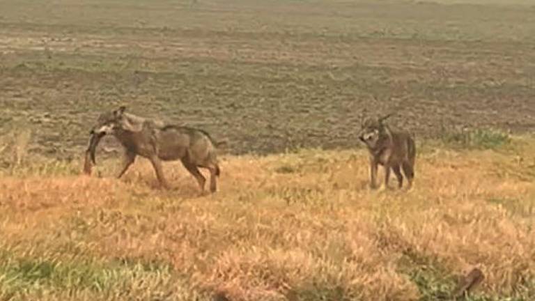 Rimini. Emergenza lupi, la Regione convoca i sindaci