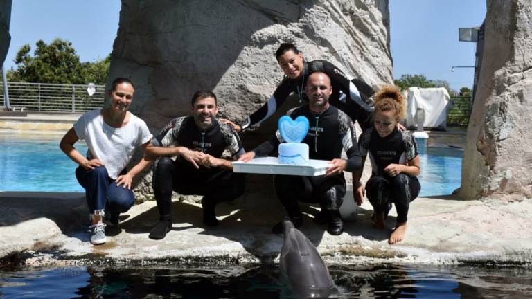 Riccione, compleanno con torta di ghiaccio e pesce per la delfina Blue - VIDEO