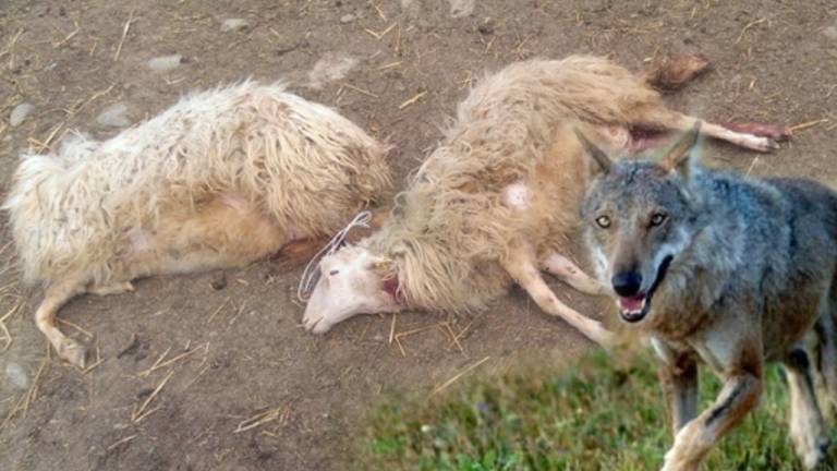 Ancora lupi a Carpena: dopo 5 pecore ucciso anche il montone