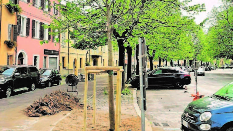 Gli alberi malati di viale Mazzoni a Cesena sostituiti in 20 giorni