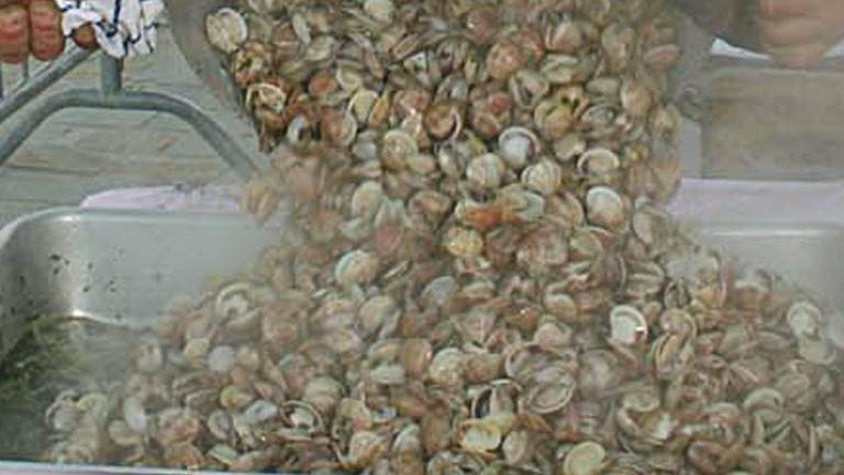 Pesca, dall’Europa arriva la deroga per le vongole dell’Adriatico. Sconfitti gli spagnoli