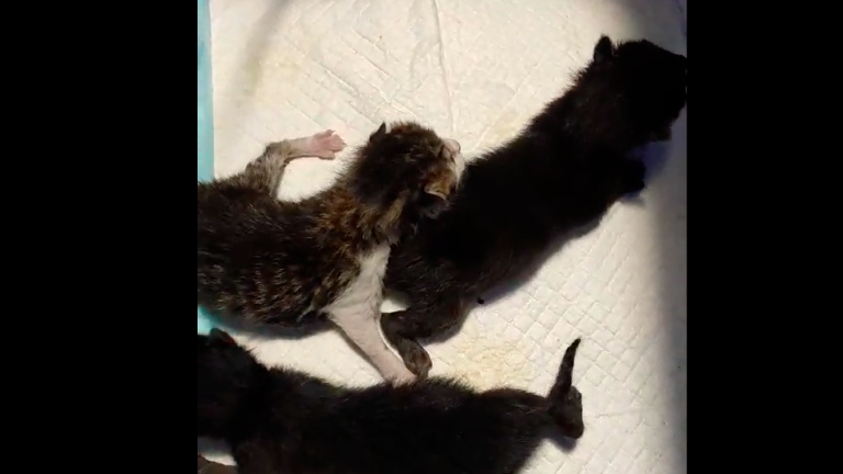 Rimini, tre gattini appena nati abbandonati in una busta di plastica: una passante li trova e li salva VIDEO