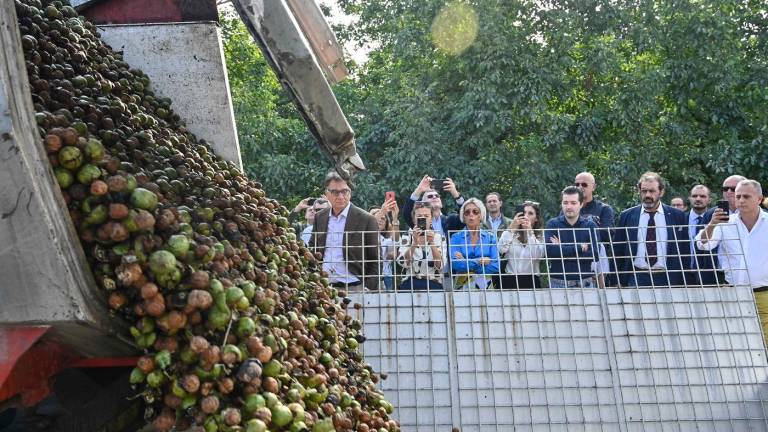 Forlì. Cala del 30% la produzione di noci romagnole a causa dei cambiamenti climatici