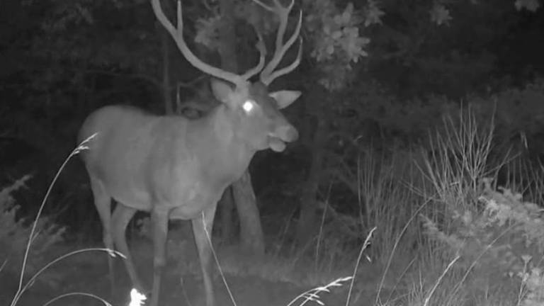 Santa Sofia, il bramito notturno del cervo mentre fa il bagno in una pozza VIDEO