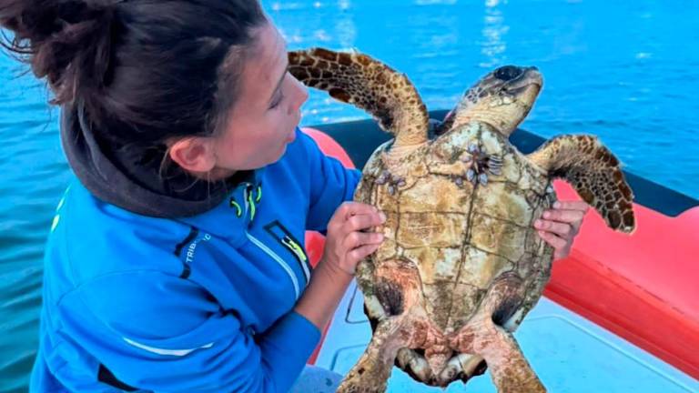 “Come soccorrere una tartaruga marina in difficoltà”: i consigli del Cestha di Marina di Ravenna VIDEO