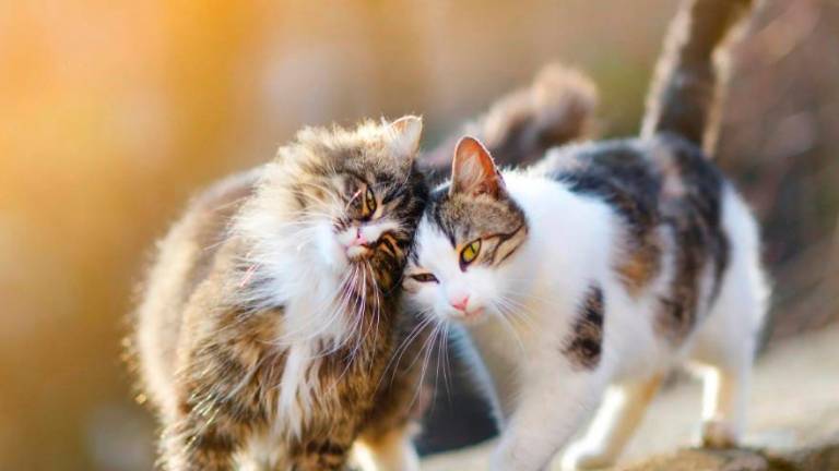 Riccione, il canile si rinnova: arrivano il nuovo gattile e aree più accoglienti
