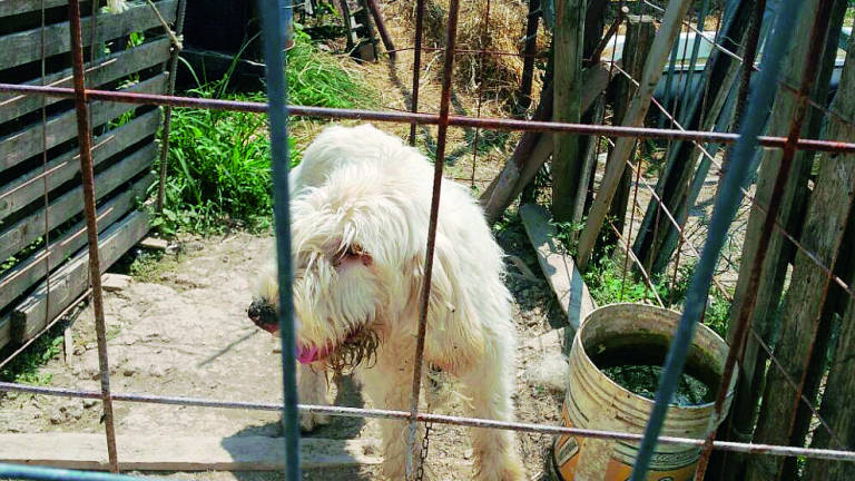 Condanna a 18 mesi per il cane impiccato nell’allevamento lager