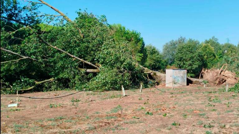 Cesenatico, alberi crollati o danneggiati nel Parco di Ponente. Attenzione ai rami pericolanti