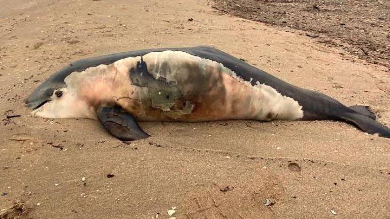 Rimini. Cucciolo di delfino trovato morto in spiaggia