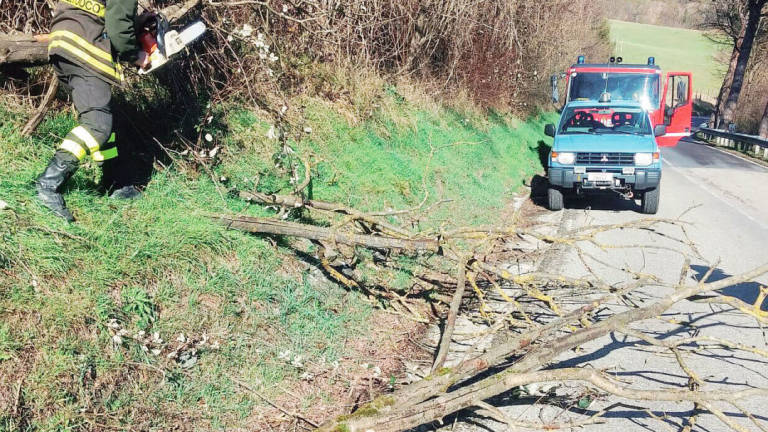 Raffiche di vento fino a 79 km/h. Rami spezzati e un albero caduto a Faenza