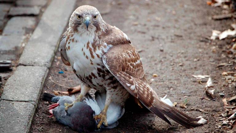 Rimini. Gli animalisti: “Bene lo stop al falco, ma restano le nostre preoccupazioni”