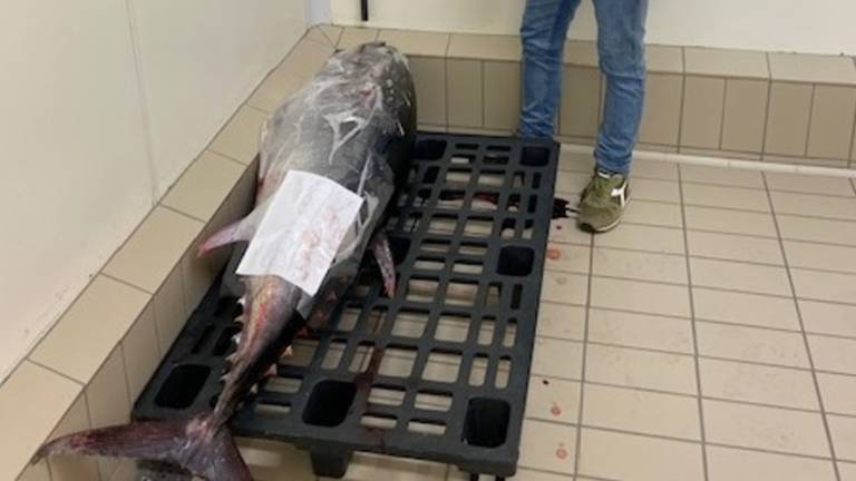 Cesenatico, pesca in zona vietata: squestrati 3500 chili di sardine e un tonno da 70 chili - Gallery