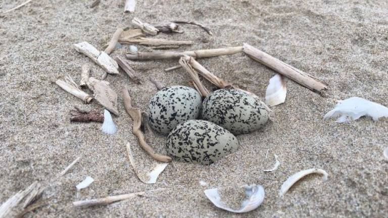 Il fratino nidifica a Rimini: scatta la vigilanza in spiaggia
