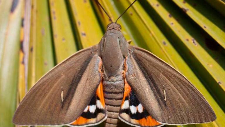La farfalla che sta uccidendo le palme