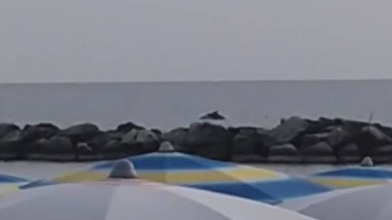 Bellaria, delfini filmati a pochi metri dalla riva. Il video