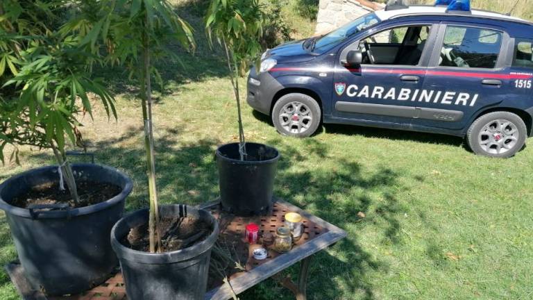 Piantagione di marijuana trovata a Sant'Agata Feltria dai carabinieri forestali