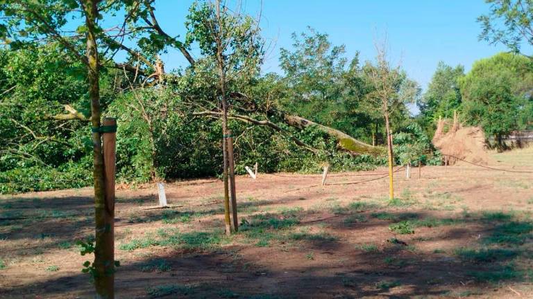 Cesenatico, alberi crollati o danneggiati nel Parco di Ponente. Attenzione ai rami pericolanti